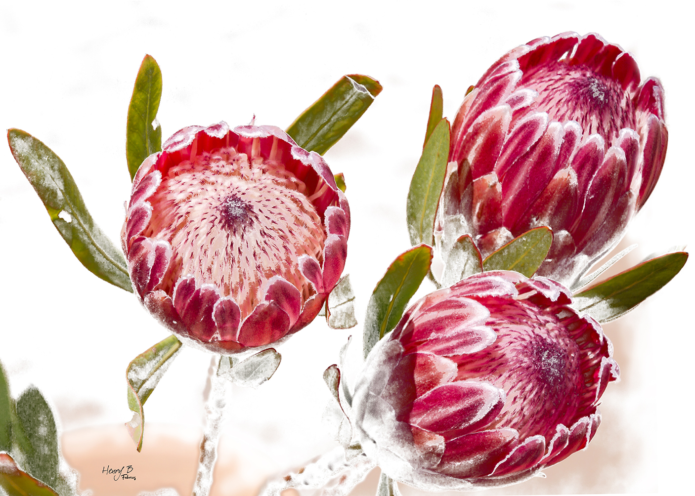 protea-placemat-8